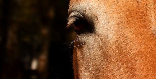 Beautiful Brown Horse Close Up in Natural Light