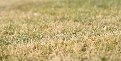 Brown Grass 1