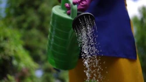 Person Watering Green Plant in Garden