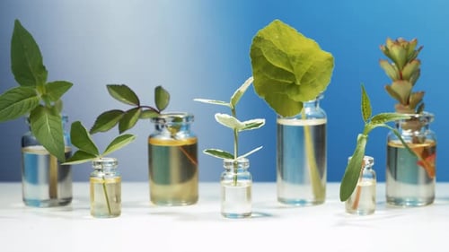 Óleos essenciais com plantas em frascos