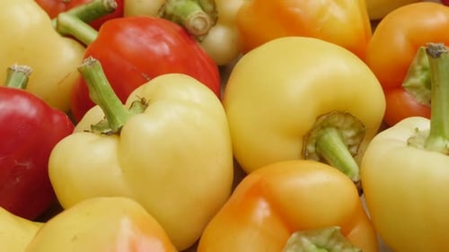 Organic fresh peppers Capsicum annuum close-up 4K tilting video