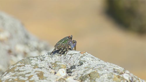 Crab