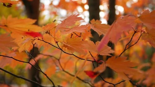Leave Autumn