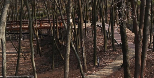 Park In Spring 2