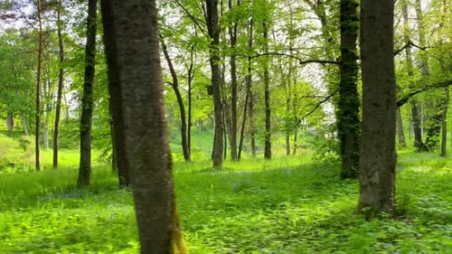 Spring green forest, blue flowers