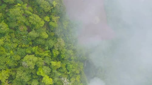 Aerial top view of forest trees and green mountain hills with sea fog, mist and clouds. Nature