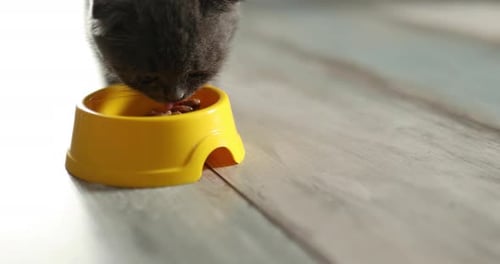 Kitten Eating Wet Food from Yellow Bowl