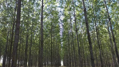 An einem sonnigen Tag im Wald spazieren