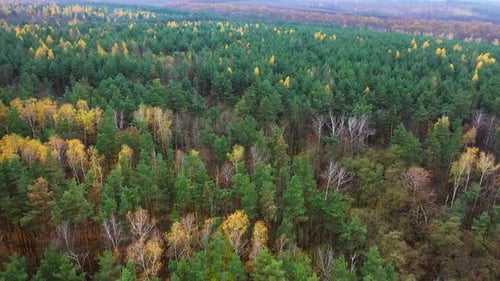 Luftaufnahme des Herbstwaldes. Drohnenaufnahme des Herbstwaldes von oben