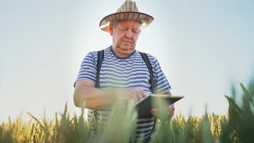 Farmer Agronomist in Field Touches Wheat Ears with His Hands and Checks Crops with Help Using