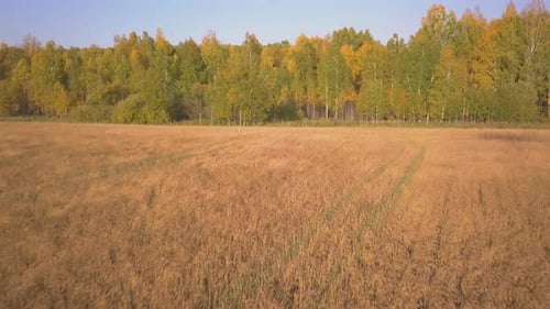 Aerial View of Golden Wheat Field and Forest