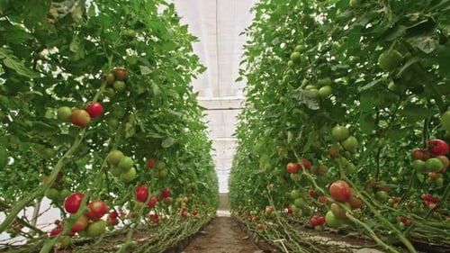 Lush Tomato Plants in Agricultural Greenhouse