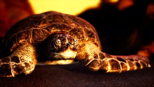 Tortue de mer sur la plage