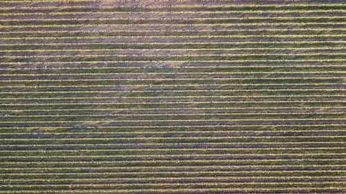Vue aérienne de la plantation de vignobles au coucher du soleil