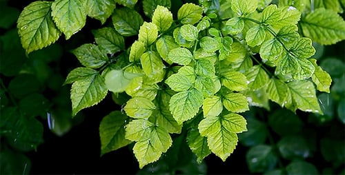 Rain Falling on Vibrant Green Leaves