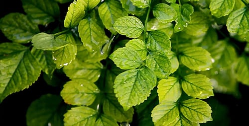 Fresh Green Leaves Bathed in Gentle Rain