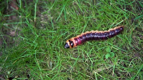 Langsam kriecht große Raupe auf dem Gras
