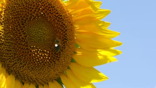 sunflowers swaying in the wind in the flower field