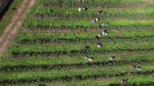 Travailleurs cueillant des bleuets à Blueberry Farm 4k