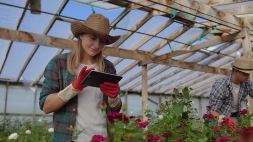Adults Gardening Roses in Greenhouse with Tablet