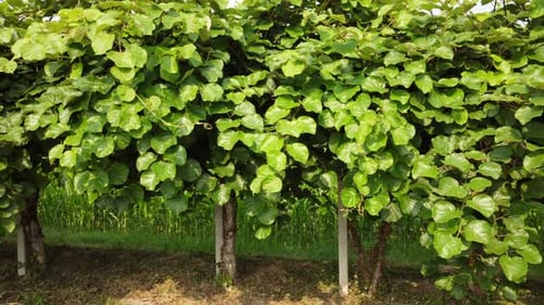 Kiwi Fruit Plant Agriculture, Exotic Food Plantation