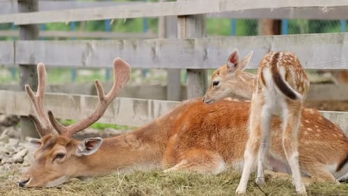 Eine Familie von Rotwild ruht auf einer Wiese in einem Nationalpark