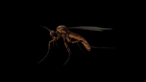 Mosquito Walk
