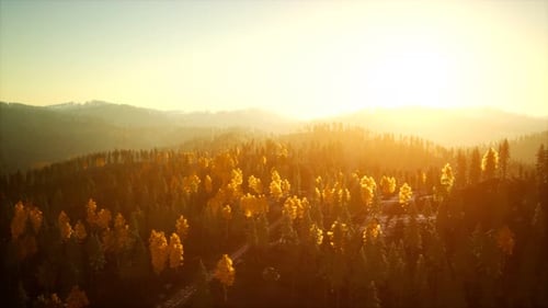 Sunlight in Spruce Forest in the Fog on the Background of Mountains at Sunset