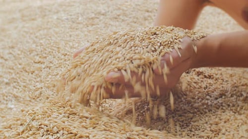 Farmer Hands Holding and Releasing Harvested Grain