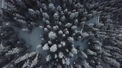Aerial top view flyover of Winter Pine Forest, Trees covered with snow