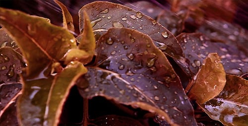 Raindrops Glistening on Green and Purple Leaves