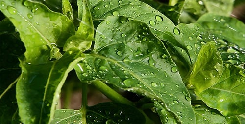 Green Leaves Covered in Water Droplets