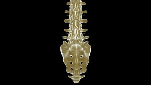 3D Animation of Human Lumbar Spine Rotating for Medical Education