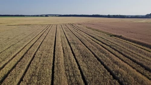 Wheat Field Top View