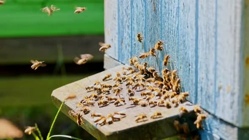 Bienen betreten Bienenstock im Sommergarten, Polen