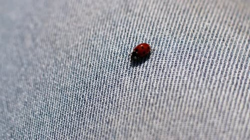 Red Ladybug on Blue Denim, Close Up