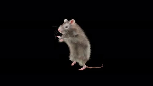 Realistic Animated Rat Dancing on Hind Legs
