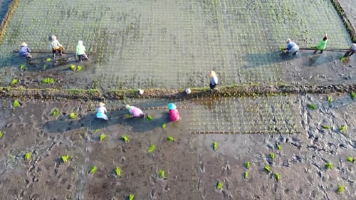 Farm Laborers Planting Rice in Rural Paddy Field