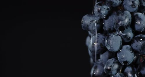 Wassertropfen fallen auf ein Bündel schwarzer Trauben