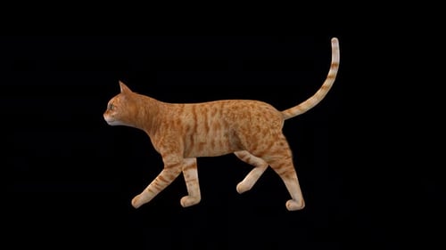 Gelbe Katze: Fast Walk von der Seite