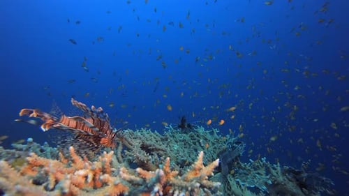 Feuerfisch aus dem Roten Meer