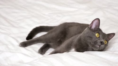 Gray Cat Lays on Bed Comforter