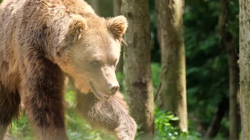A Large Brown Bear Walks Through the Spring Forest of Alaska