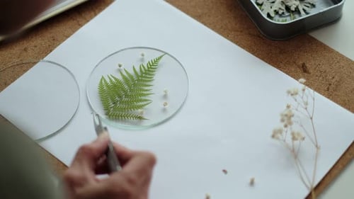 Arranging Pressed Flowers on Glass Surface with Tweezers