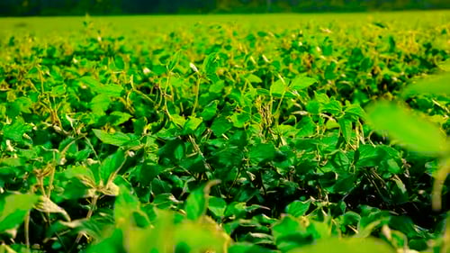 Soybeans Grow in the Field