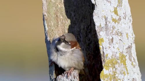 House Sparrow (Passer domesticus) Perched Inside Tree Trunk Hole then Flies Away. Close Up Still Sho