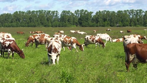 Cows Grazing in a Green Field on Sunny Day
