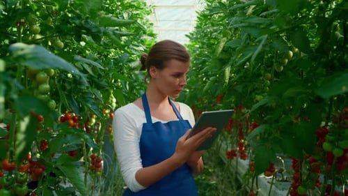Woman Agronomist Tablet Controlling Quality of Tomatoes Growing Process in Farm