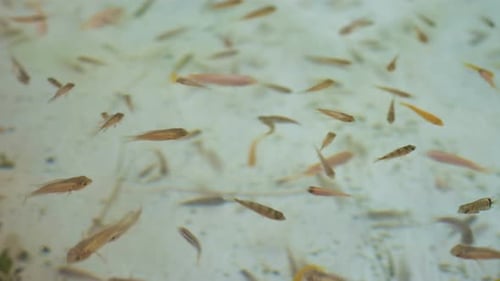 Small Fish Swimming in a Clear Tank
