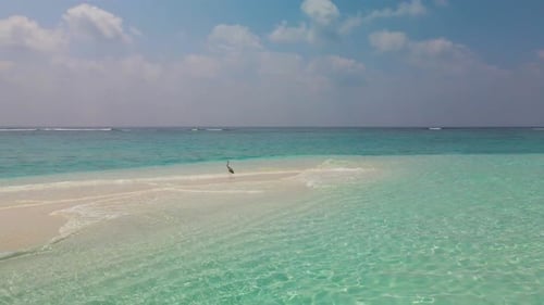 Heron on Tropical Sandbar in Turquoise Water